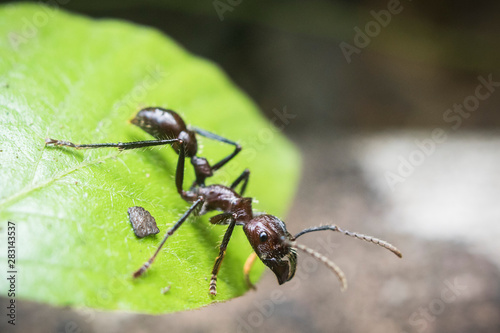 giant bullet ant standing on a leaf. © ciclopata