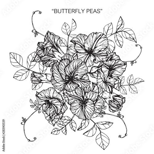 butterfly pea flower drawing illustration with line art on white backgrounds.