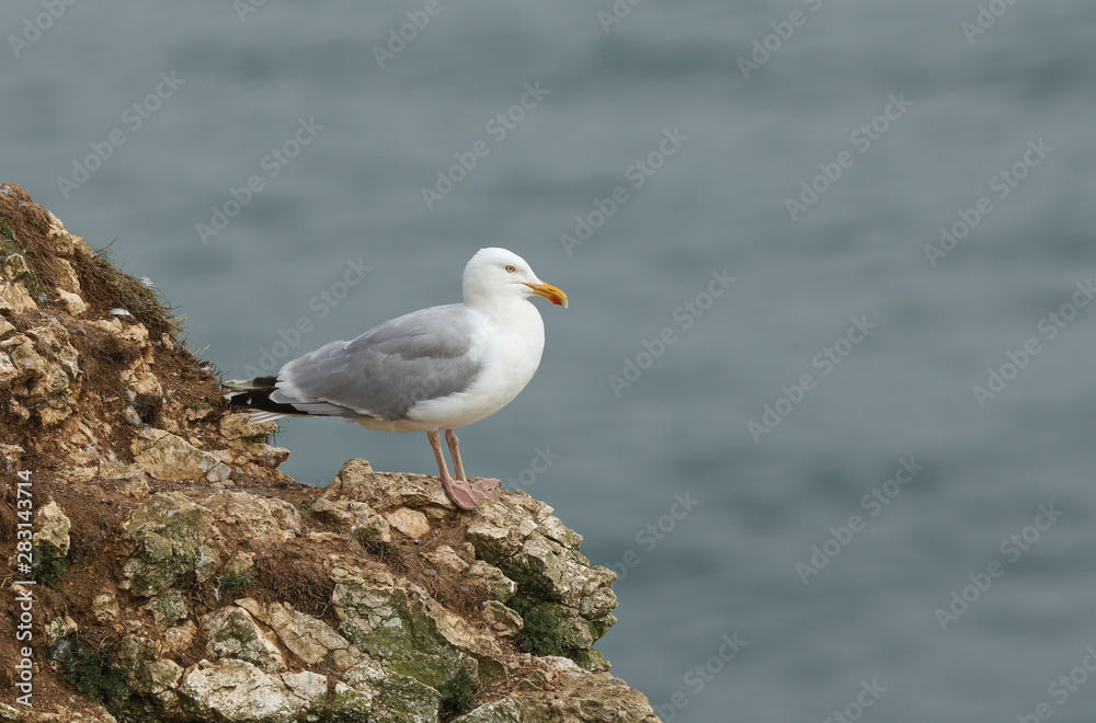 A hunting Herring Gull, Larus argentatus, standing on the cliffs looking around waiting for an opportunity so it can steal an unguarded chick. A hunting Herring Gull, Larus argentatus, standing on the cliffs looking around waiting for an opportunity so it can steal an unguarded chick.