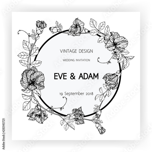 Butterfly pea flower frame drawing illustration for invitation and greeting card design.