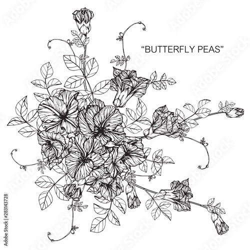 butterfly pea flower drawing illustration with line art on white backgrounds.