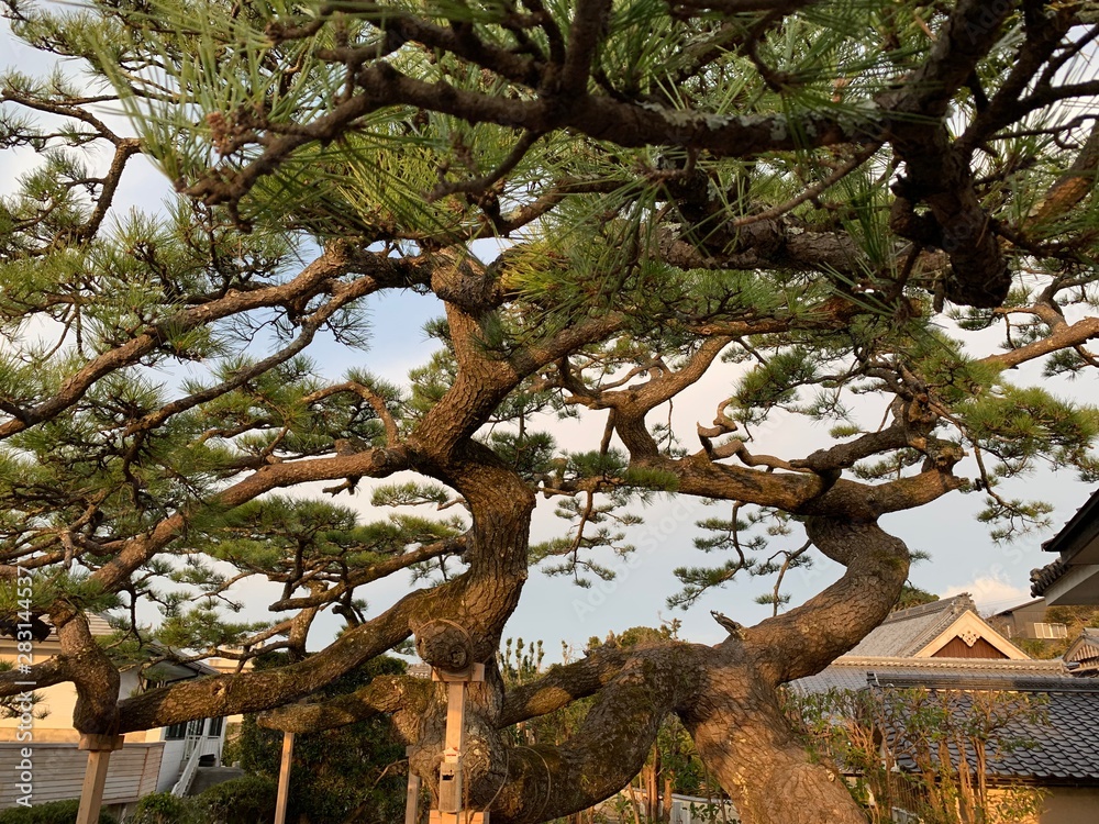 Fototapeta premium tree in the park