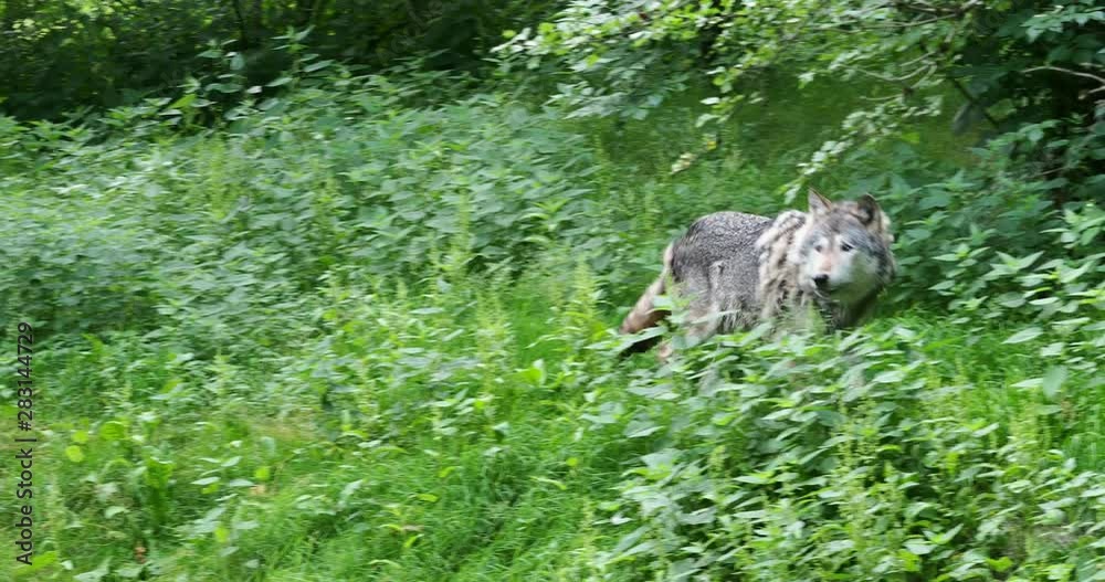 The wolf, Canis lupus, also known as the grey wolf or timber wolf is a canine native to the wilderness and remote areas of Eurasia and North America. The wolf, Canis lupus, also known as the grey wolf or timber wolf is a canine native to the wilderness and remote areas of Eurasia and North America.