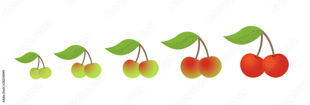 Cherry fruit ripeness stages chart. Colour and size, scale gradation set plant. From green to red gradient. Animation period progression.