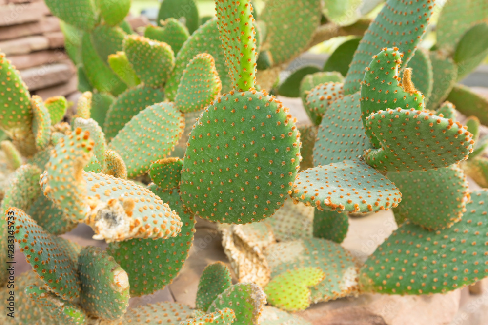 Blind Prickly Pear Cactus or Opuntia rufida in the botanical garden. Blind Prickly Pear Cactus or Opuntia rufida in the botanical garden.