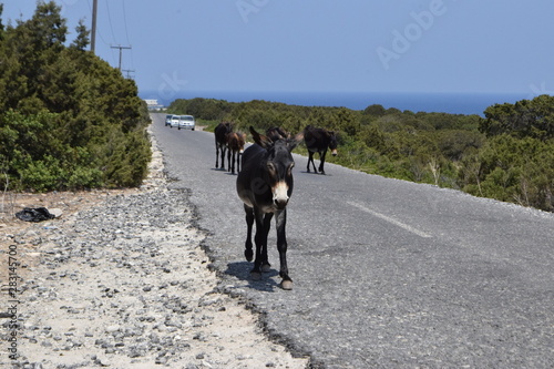 Cyprus Wildlife, Cyprus Wild Donkey © NATALIIA TOSUN