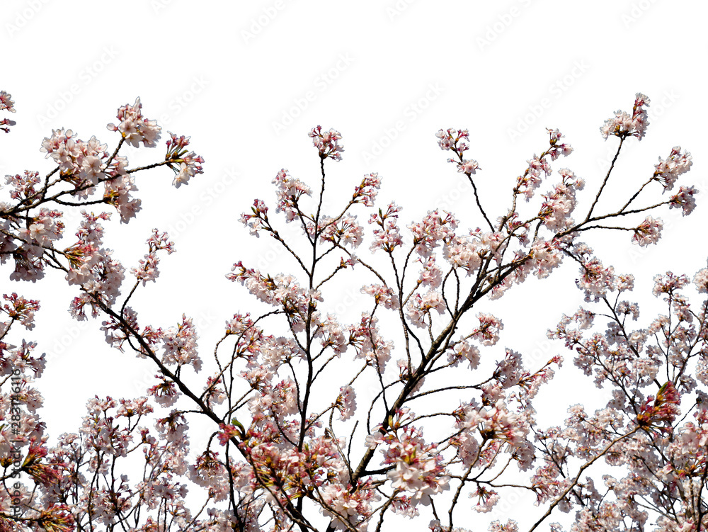 isolated pink cherry blossom on the white background isolated pink cherry blossom on the white background