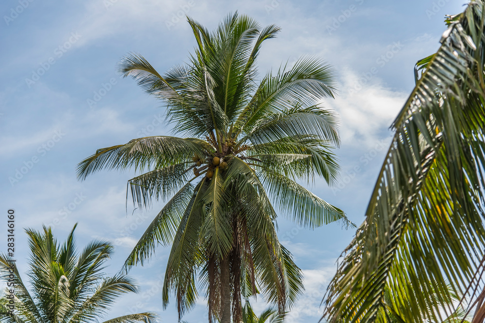 Coconut trees covered with coconuts, Bali, Indonesia Coconut trees covered with coconuts, Bali, Indonesia