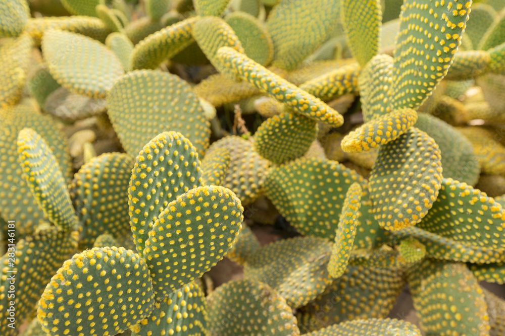 Blind Prickly Pear Cactus or Opuntia rufida in the botanical garden.