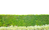 Green tree wall in the garden with green grass on white background. Ficus annulata is a long wall in the garden.
