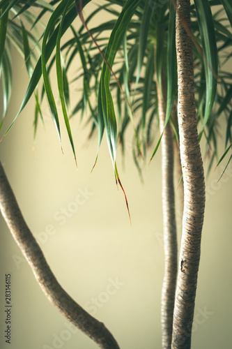 minimalist tree background