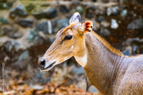 The nilgai or blue bull photo