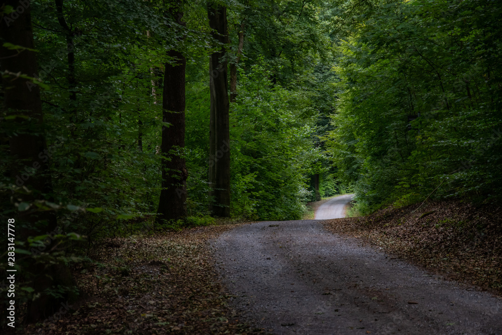 Fototapeta premium Ścieżka leśna