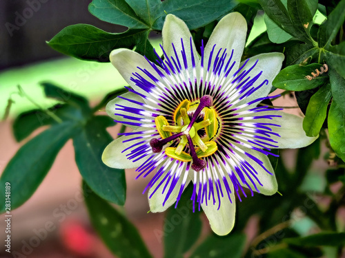 Fototapeta Naklejka Na Ścianę i Meble -  Blaue Passiflora, Passiflora caerulea, Heimat ist Nordargentinien und Südbrasilien