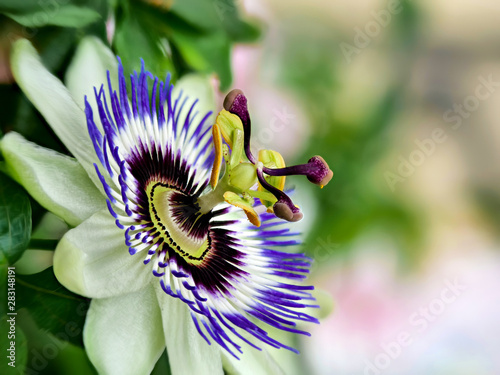 Blaue Passiflora, Passiflora caerulea, Heimat ist Nordargentinien und Südbrasilien photo