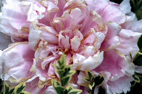 bouquet of flowers