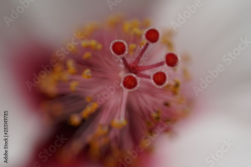 parque de malaga flor de hibisco con gineceo rojo aterciopelado