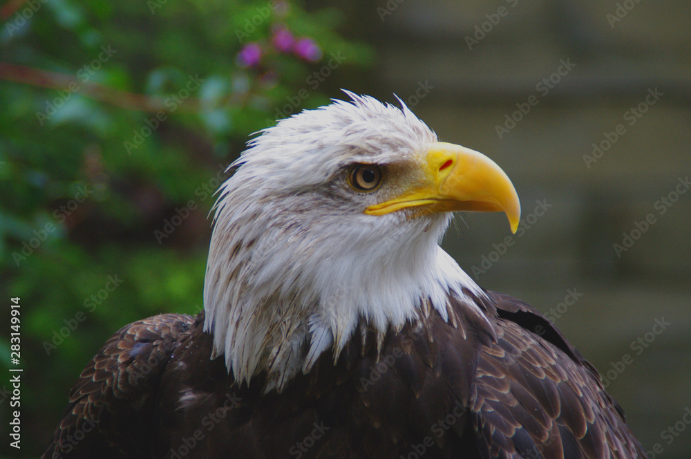 portrait of an american bald eagle