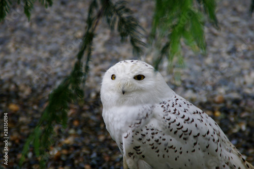 Portrait of a snow owl