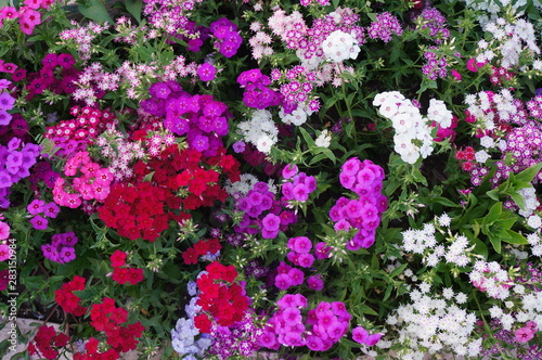 Fototapeta Naklejka Na Ścianę i Meble -  Background of multi-color alpine carnation flowers 