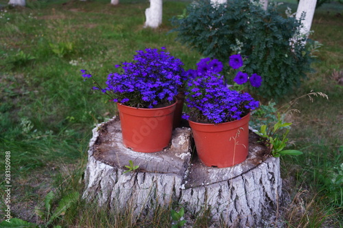 Pots of blue flowers on a stump photo