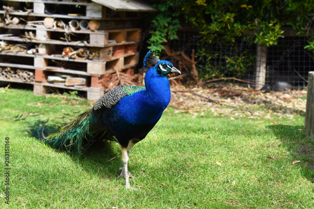 Fototapeta premium Peacock on a sunny day