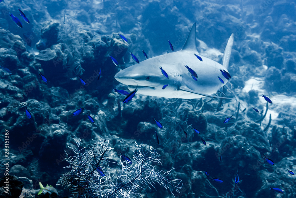 Fototapeta premium A Caribbean Reef Shark swims through schools of Blue Chromis and Creole Wrasse in the clear waters of the Turk and Caicos Islands.