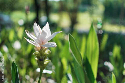 white krajeaw flower and blur background.