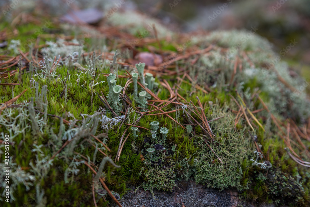 Green moss in the finnish wood, macro