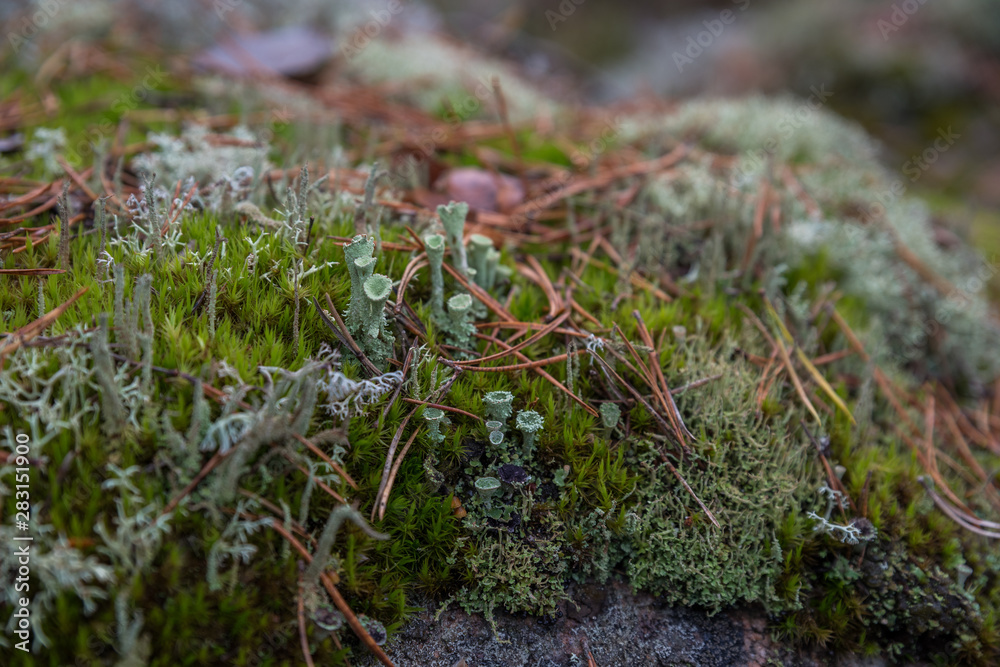 Green moss in the finnish wood, macro Green moss in the finnish wood, macro