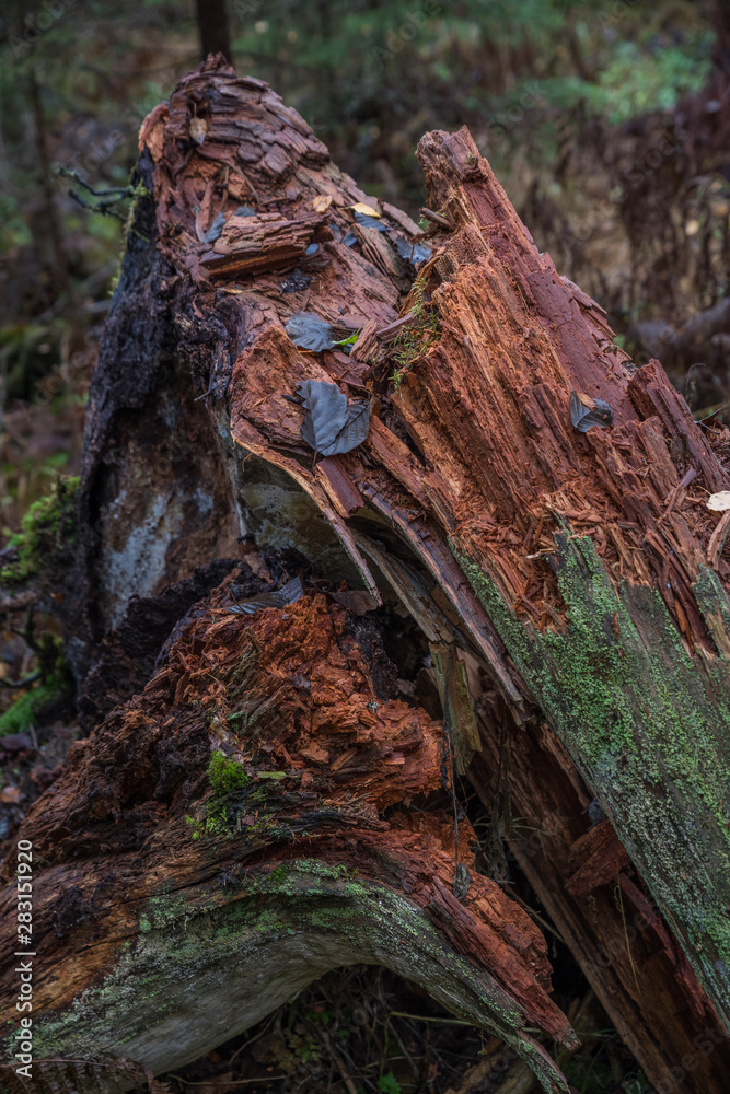 Fototapeta premium Broken trunk of a tree, red wood, green moss