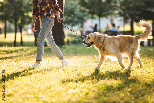 Fototapeta Naklejka Na Ścianę i Meble -  cropped view of girl in casual clothes walking with golden retriever on meadow in sunlight