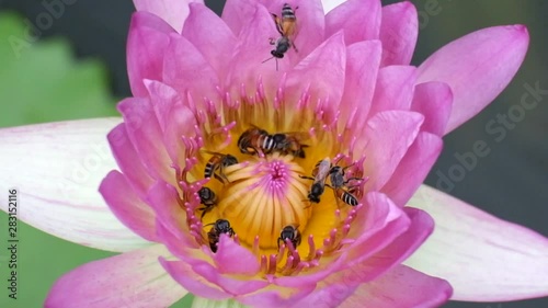 Bee swarming on the lotus flower. Lotus and bee in yellow pollen. Lotus flower or waterlily with bees collecting pollen, close up. Bees fly to lotus