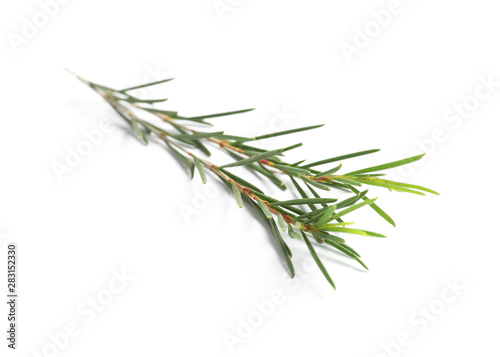 Branch of tea tree on white background. Natural essential oil