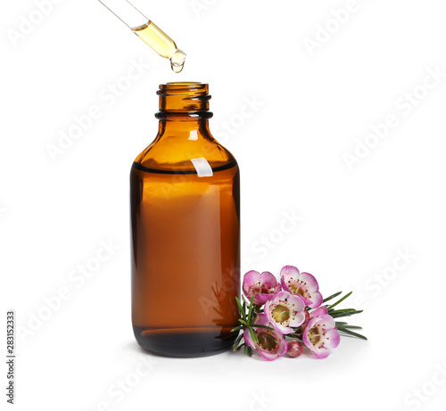 Dripping natural essential oil into bottle near tea tree branch on white background