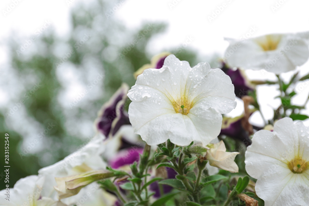 Beautiful spring flowers with rain drops in garden, closeup view Beautiful spring flowers with rain drops in garden, closeup view