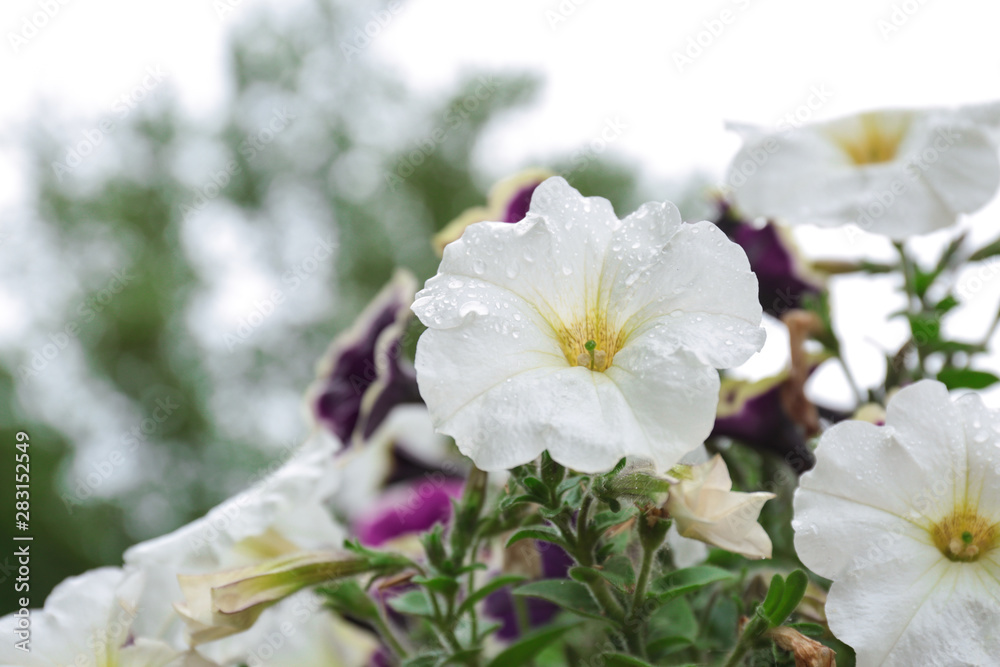 Beautiful spring flowers with rain drops in garden, closeup view