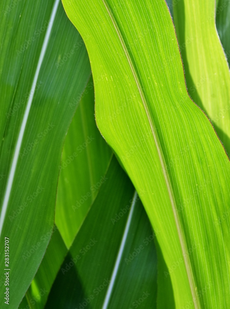 Close up of green Corn leaves in sunlight