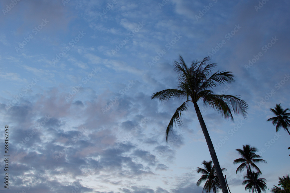 silhouettes of palm trees against blue sky and clouds
