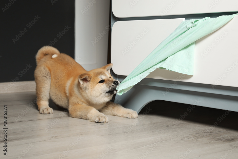 Adorable Akita Inu puppy stealing clothes from commode at home - obrazy, fototapety, plakaty 