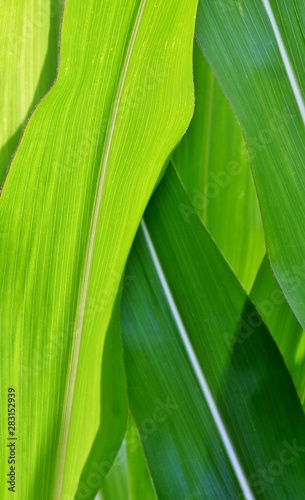 Close up of green Corn leaves in sunlight