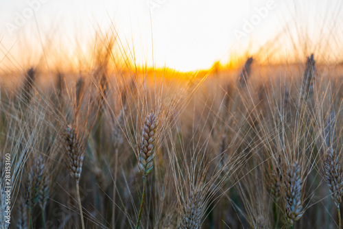 Gold wheat field at sunset  rural countryside. Beautiful morning sunrise over the field.