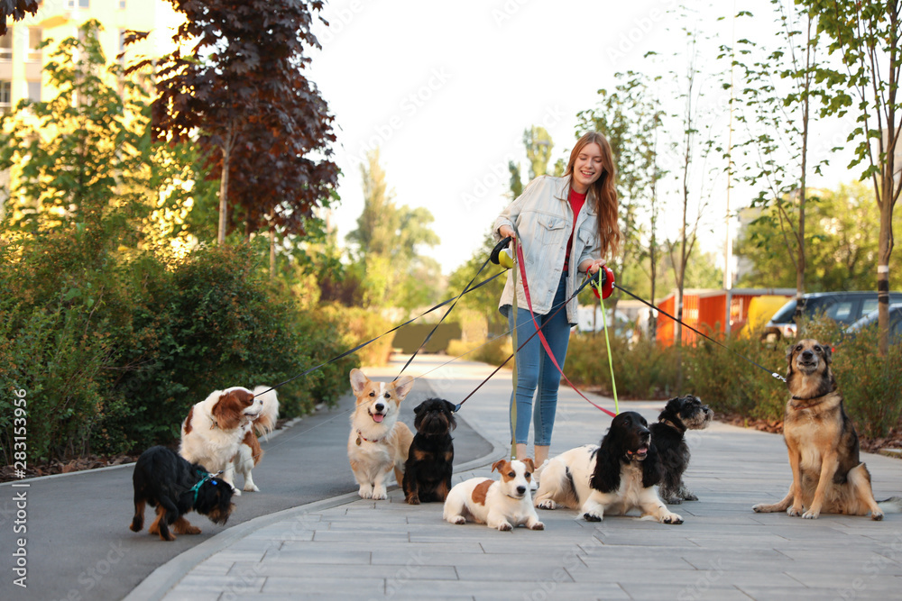 Young woman walking adorable dogs in park