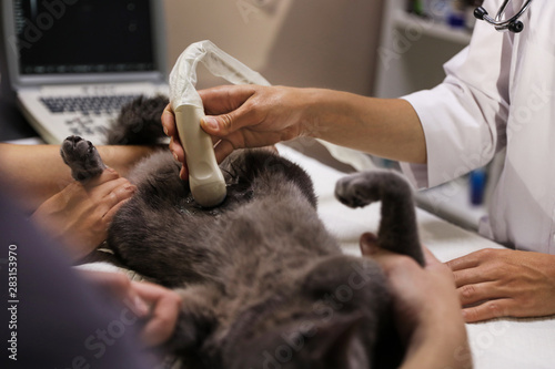 Grey cat having ultrasound scan in veterinary clinic, closeup photo