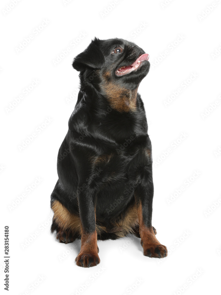 Obraz premium Adorable black Petit Brabancon dog sitting on white background