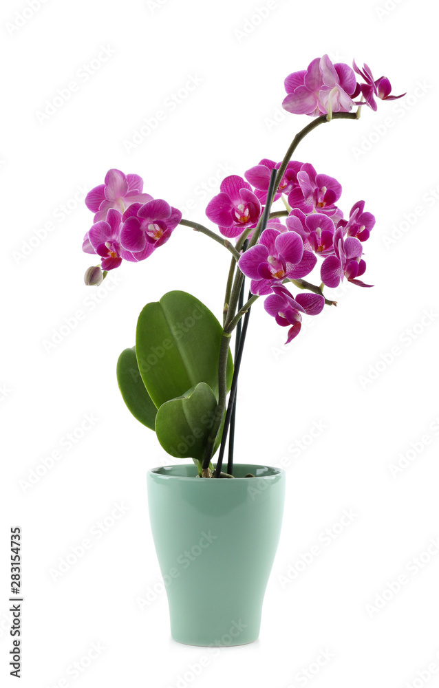 Beautiful tropical orchid flower in pot on white background