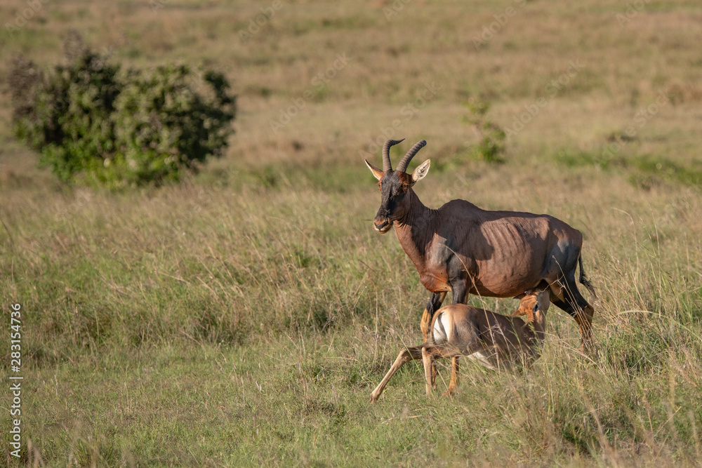 Young Topi antelope feeding from its mother in the Masai Mara Young Topi antelope feeding from its mother in the Masai Mara