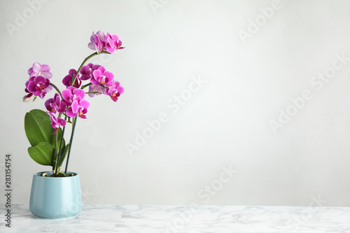Beautiful tropical orchid flower in pot on marble table against light background. Space for text
