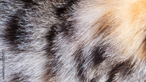 Colorful Cat Fur