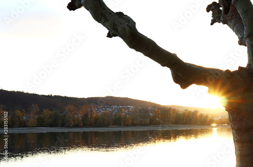 Sun shining through a tree along the Rhine River in Germany